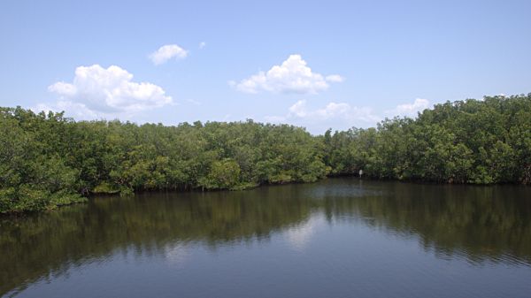 mangroves