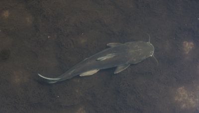 hardhead catfish