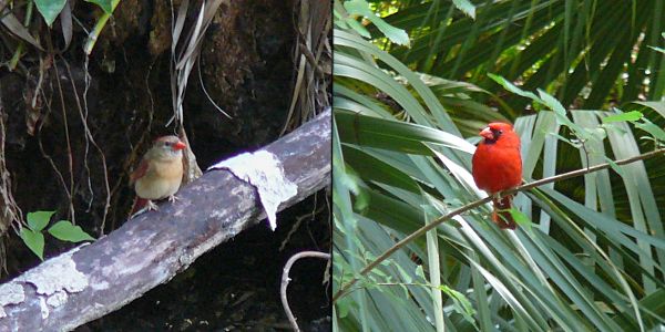 cardinals