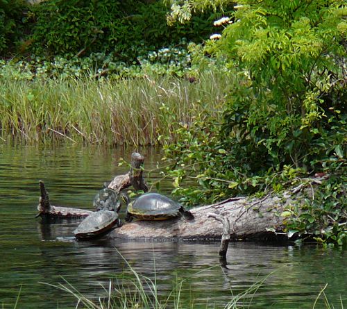 trio of turtles