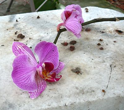 orchid