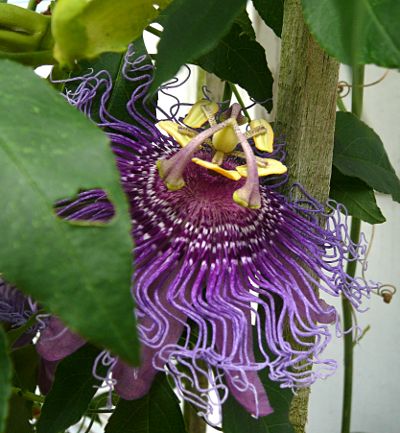 passion flower