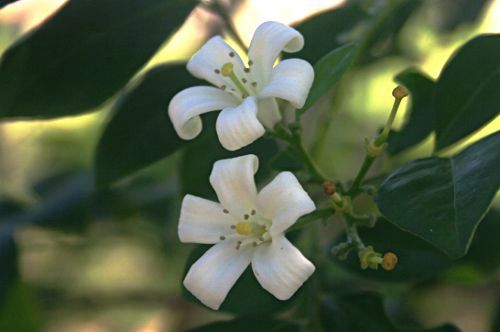curly petals