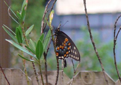 flutter flutter
