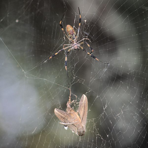 golden silk spider... and moth