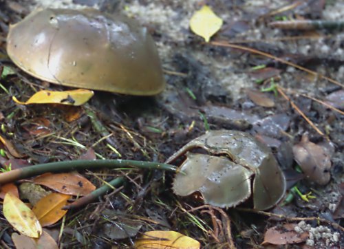 horseshoe crab shells