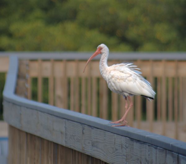 white ibis