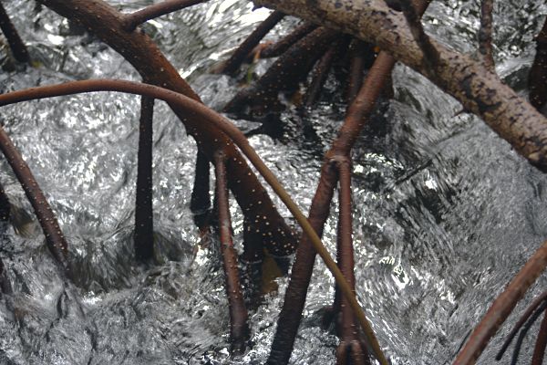 mangrove roots