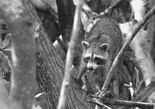 racoon