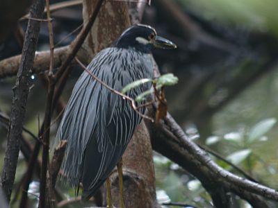 yellow crowned night heron