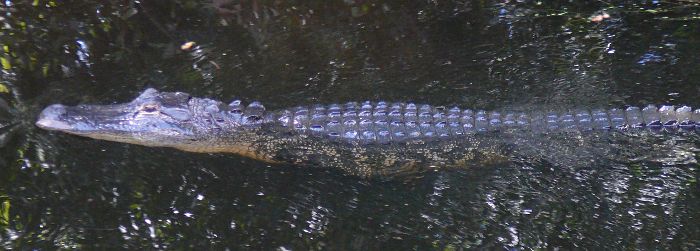 swimming all snakey-like