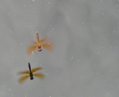 eastern amberwing?