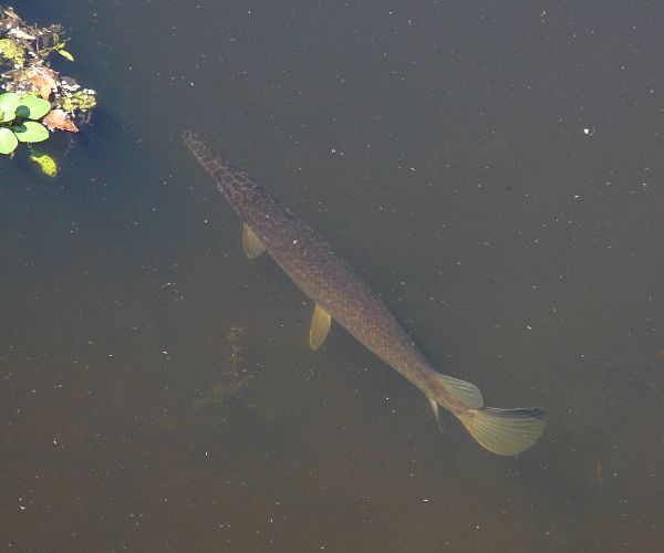 gar