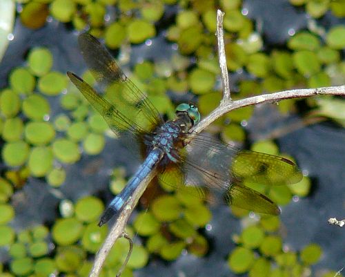 great blue skimmer?