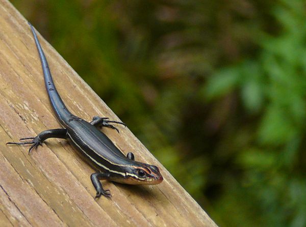 skink