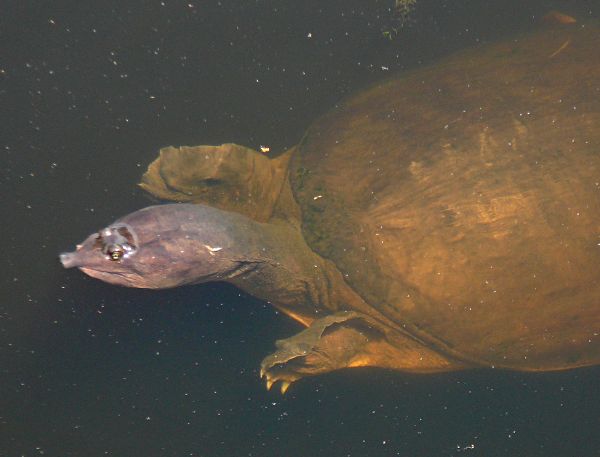 soft shelled turtle