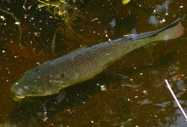 tilapia