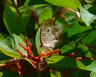 white peacock