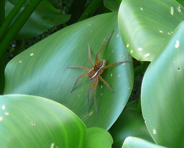 Dolomedes