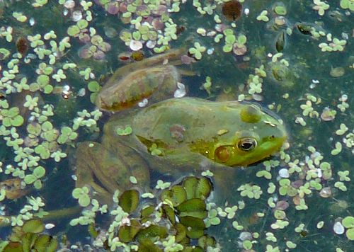 ribbit