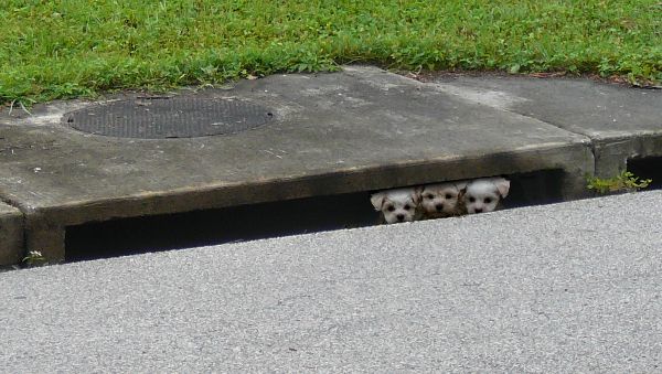 puppies