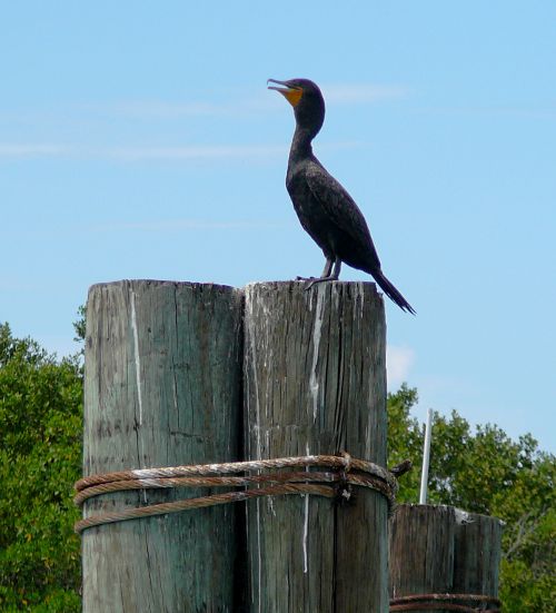 cormorant panting