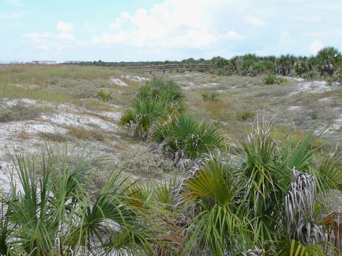 palmettos