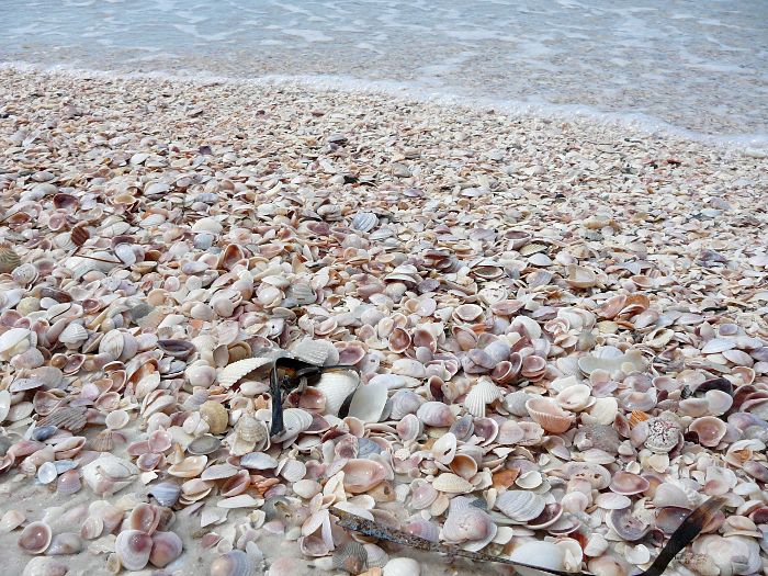 shells under wave