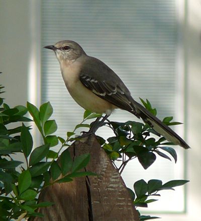 mockingbird