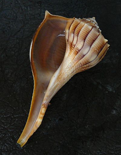 shell