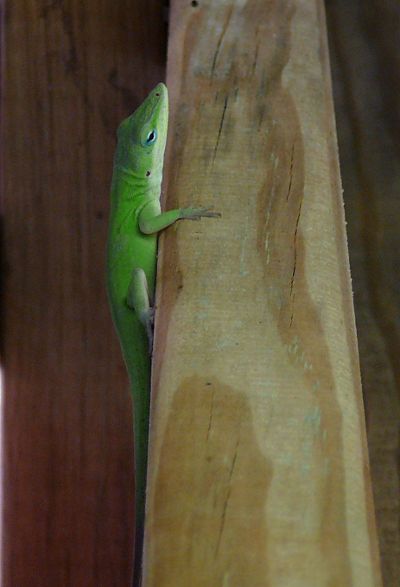greeny