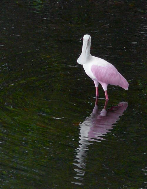 roseate spoonbill
