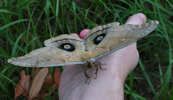 polyphemus moth