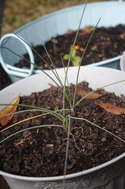 chives, basil