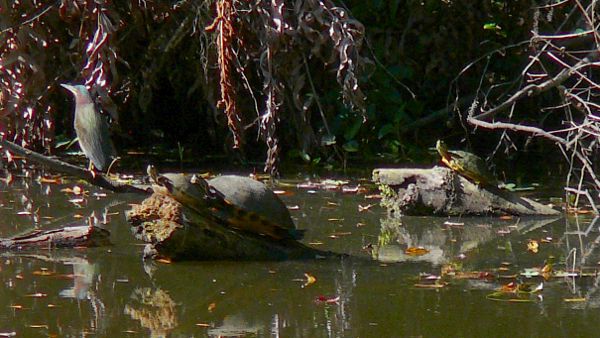wish I would have seen the middle turtles at the time