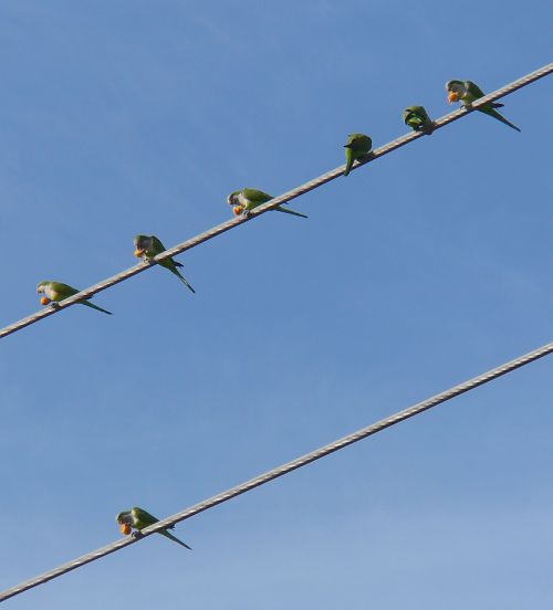 parrots on dates