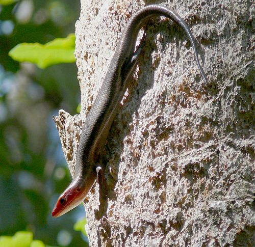 broadhead skink