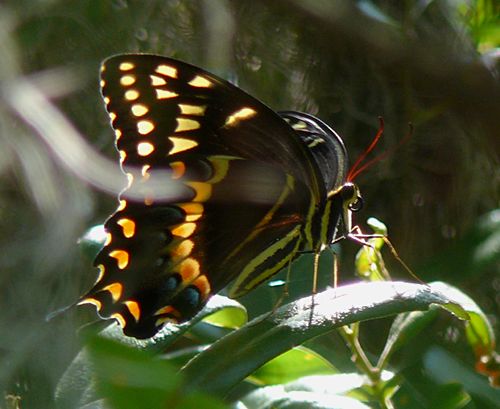 palamedes swallowtail