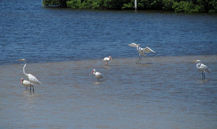 ibis and egrets