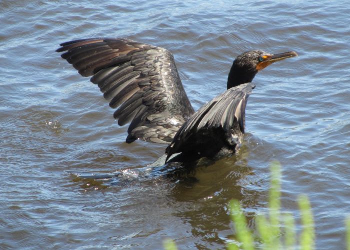 taking flight