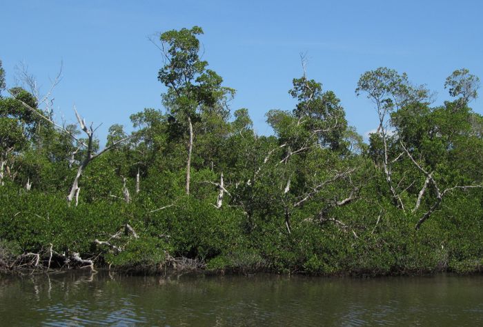 damaged mangrove