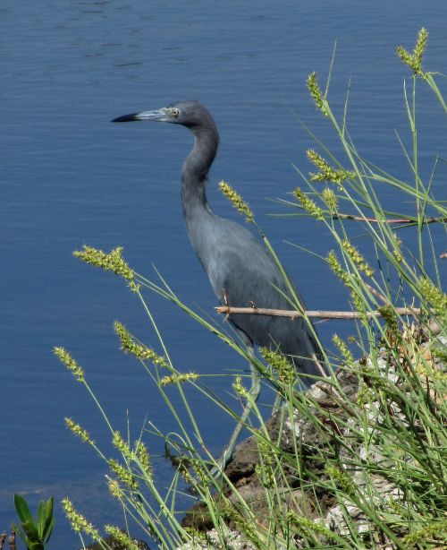 little blue heron