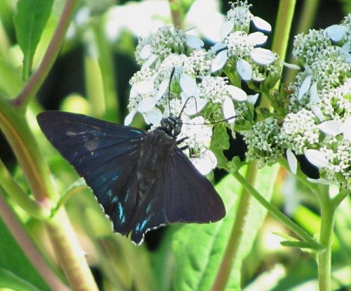 mangrove skipper