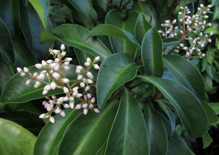 flower buds