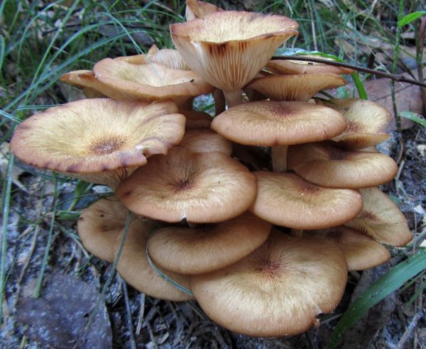 mushrooms!