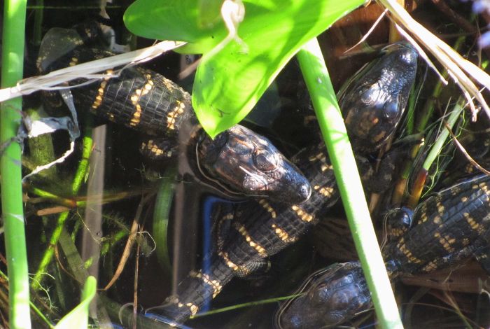 baby alligator trio