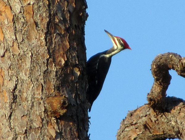 pileated woodpecker