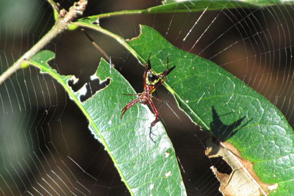 arrow-shaped micrathena spider