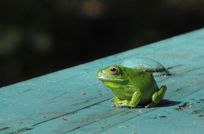 barking tree frog