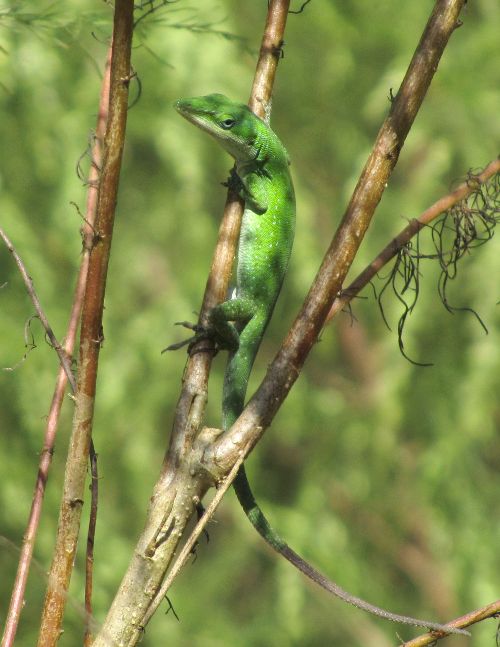 green anole